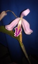 Nom du fichier=IMAG1125.jpg
Taille du fichier=95Ko
Dimensions : 480x800
Ajouté le : 29 Septembre 2014 IMAG1125.jpg