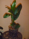 P1020485_opt.jpg