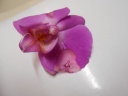 Orchidee.jpg