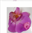 Orchidee_2.jpg