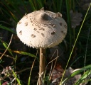 IMG_8567.jpg