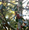 IMG_8577.jpg