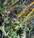 IMG_8597.jpg