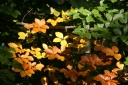 IMG_8617.jpg