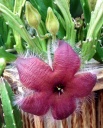 image~100.jpg