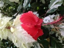 image~105.jpg