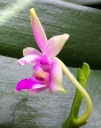 image~135.jpg