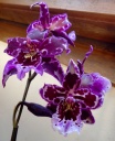 image~189.jpg