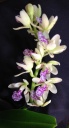 image~40.jpg
