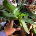image~64.jpg