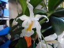 Nom du fichier=coelogyne_004.JPG
Taille du fichier=128Ko
Dimensions : 800x600
Ajouté le : 15 Février 2015 coelogyne_004.JPG