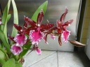lycaste_018.JPG