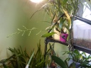Nom du fichier=maxillaria_057.JPG
Taille du fichier=163Ko
Dimensions : 800x600
Ajouté le : 15 Février 2015 maxillaria_057.JPG