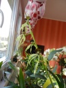 Nom du fichier=maxillaria_069.JPG
Taille du fichier=162Ko
Dimensions : 600x800
Ajouté le : 15 Février 2015 maxillaria_069.JPG
