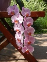 phal_site_002.JPG