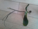 phal.jpg