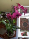 Nom du fichier=Dend_Phalenopsis_Mai_2014.jpg
Taille du fichier=146Ko
Dimensions : 597x800
Ajouté le : 03 Juin 2014 Dend_Phalenopsis_Mai_2014.jpg