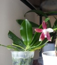 Tetraspis_C1_Mai_2014.jpg