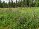 0000_photos_28629.JPG