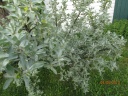 00_chalef_argentee_28329.JPG