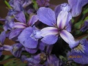 IMG_0039_pm.jpg