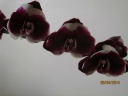 orchi_mauve_01__pm.jpg