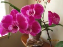 orchi_rose_flash_pm.jpg