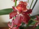 orchidee_rouge_pm.jpg