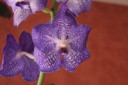Nom du fichier=2013-11-17_28329_orchidoudingues.JPG
Taille du fichier=160Ko
Dimensions : 800x533
Ajouté le : 09 Mai 2014 2013-11-17_28329_orchidoudingues.JPG
