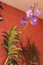 2013-11-17_28429_orchidoudingues.JPG