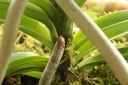 IMG_8681_orchidoudingues.JPG
