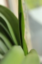 Nom du fichier=IMG_8682_orchidoudingues.JPG
Taille du fichier=90Ko
Dimensions : 533x800
Ajouté le : 09 Mai 2014 IMG_8682_orchidoudingues.JPG