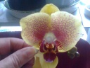 Phal_1.jpg