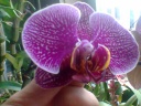 Phal_10.jpg