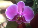 Phal_2.jpg