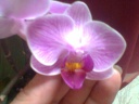 Phal_5.jpg