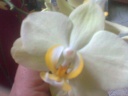 Phal_6.jpg