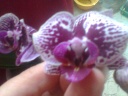 Phal_7.jpg