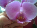 Phal_8.jpg