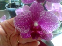 Phal_9.jpg