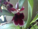 Photo0086~0.jpg