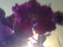 Vanda_Purple170.jpg