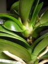 DSCN5420b.jpg
