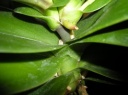 DSCN5423.JPG
