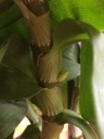Nom du fichier=IMG_2085.JPG
Taille du fichier=100Ko
Dimensions : 600x800
Ajouté le : 12 Février 2017 IMG_2085.JPG