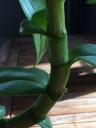 Nom du fichier=IMG_2086.JPG
Taille du fichier=108Ko
Dimensions : 600x800
Ajouté le : 12 Février 2017 IMG_2086.JPG