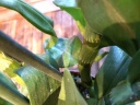 Nom du fichier=IMG_2224.JPG
Taille du fichier=152Ko
Dimensions : 800x600
Ajouté le : 22 Février 2017 IMG_2224.JPG
