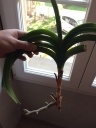 Nom du fichier=IMG_2610.JPG
Taille du fichier=127Ko
Dimensions : 600x800
Ajouté le : 03 Avril 2017 IMG_2610.JPG