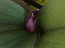 Nom du fichier=IMG_2797.JPG
Taille du fichier=120Ko
Dimensions : 800x600
Ajouté le : 17 Avril 2017 IMG_2797.JPG