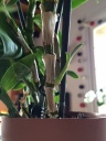 dendro2503.JPG